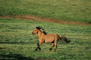Mustang: Mustang Wild Horse - Stallion running across high