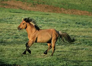 Mustang: Mustang Wild Horse - Stallion running across high