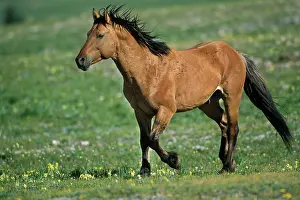 Mustang: Mustang Wild Horse - stallion running across high