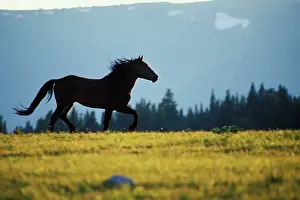 Mustang: Mustang Wild Horse - Stallion running across high