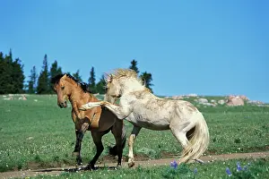 Movie: Mustang Wild Horse - Stallions meet along backroad