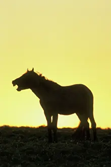 Neighing: Mustang Wild Horse - Whinnying or neighing at sunrise
