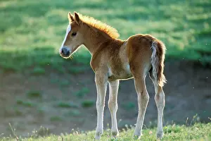 Mustang: Mustang Wild Horse - Young colt