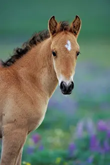 Pricked: Mustang Wild Horse - Young colt amongst wildflowers