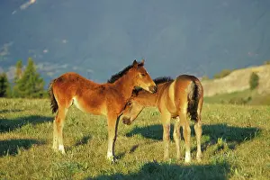 Check: Mustang Wild Horses - Two colts check each other
