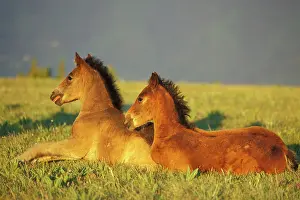 Moment: Mustang Wild Horses - Two colts rest for a moment
