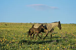 Mustang: Mustang Wild Horses - Mare with young colt in field