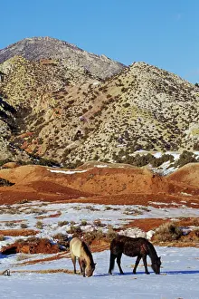 Mustang: Mustang Wild Horses - Searching for food