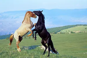 Mustang: Mustang Wild Horses - Two stallions in dominance