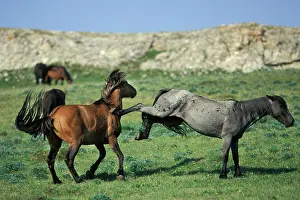 Mustang: Mustang Wild Horses - Two stallions fight over