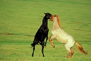 Mustang: Mustang Wild Horses - Stallions fighting-dominance behavior