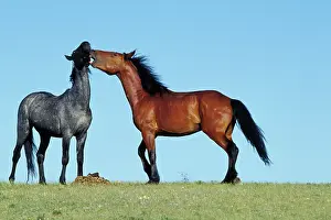 Mustang: Mustang Wild Horses - Two young stallions exhibit