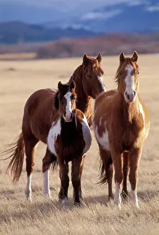 Mustang: Mustangs / Wild HORSES - Horses and foal standing
