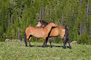 Mustangs: Mustangs / Wild Horses - standing in meadow carpeted