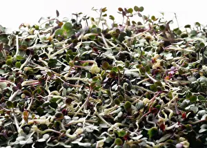 Beansprout: Mustard