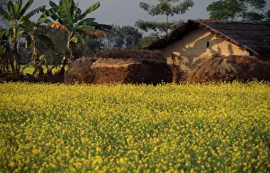 Nepalese: Mustard