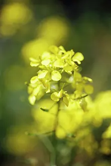 Mustard: Mustard