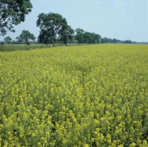 Mustard: Mustard (Brassica juncea), Cambridgeshire, UK