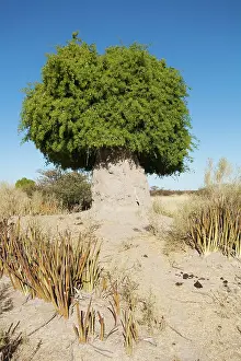 Toothbrush: Mustard Bush / Toothbrush Tree - growing on and