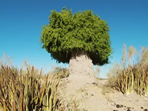Toothbrush: Mustard Bush / Toothbrush Tree - growing on and