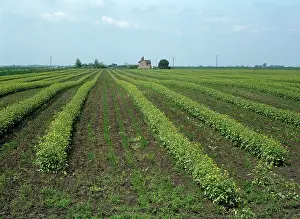 Rows: Mustard crop