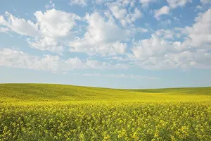 Sergio Arias: Mustard Fields with clouds