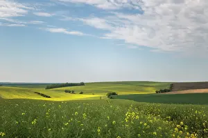 Sergio Arias: Mustard Fields with clouds