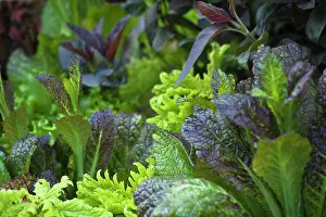 Salad: Mustard greens