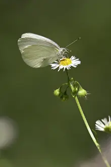 Flea: Mustard White Butterfly