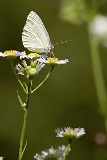 Flea: Mustard White Butterfly