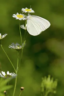 Flea: Mustard White Butterfly
