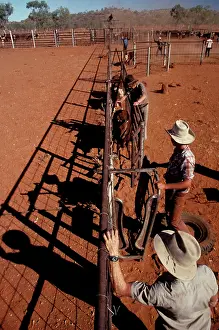 Mustering: Mustering during the dry season with stockmen at