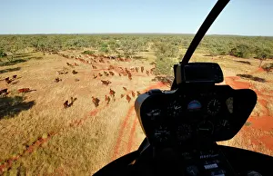 Helicopter: Mustering by helicopter.Bushy Park Cattle Station