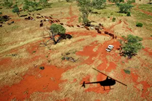 Helicopter: Mustering by helicopter.Bushy Park Cattle Station