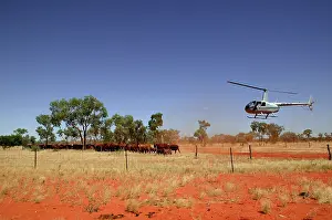 Helicopter: Mustering by helicopter.Bushy Park Cattle Station