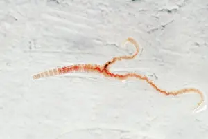 Mutations: Mutant Tiger Worm - juvenile with two tails