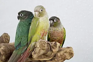 Mutation: Mutations of The Green-cheeked Conure