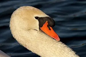 Cobs: Mute Swan