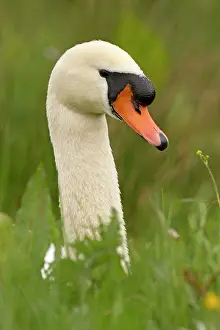 Cobs: Mute Swan