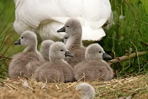 Cygnets: Mute Swan