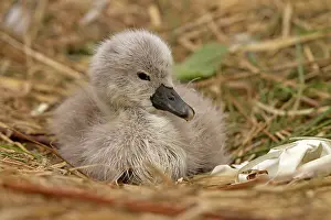 Cygnets: Mute Swan