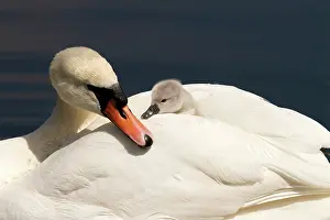 Cygnets: Mute Swan
