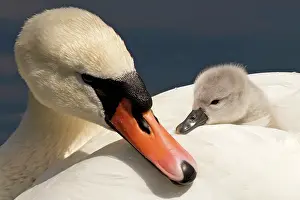 Cygnets: Mute Swan