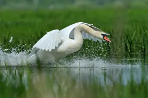 Biebrza: Mute Swan
