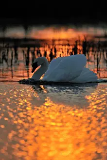 Baie: Mute Swan
