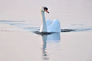 Baie: Mute Swan