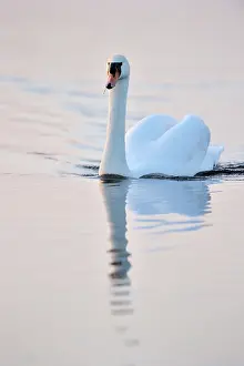 Baie: Mute Swan