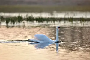 Picardie: Mute Swan