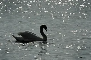 Picardie: Mute Swan