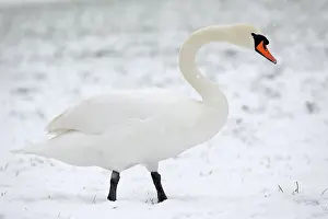 Snowflakes: Mute Swan